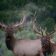 Elk Hunt in Arizona