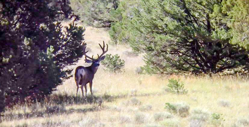 Deer Hunting Regulations