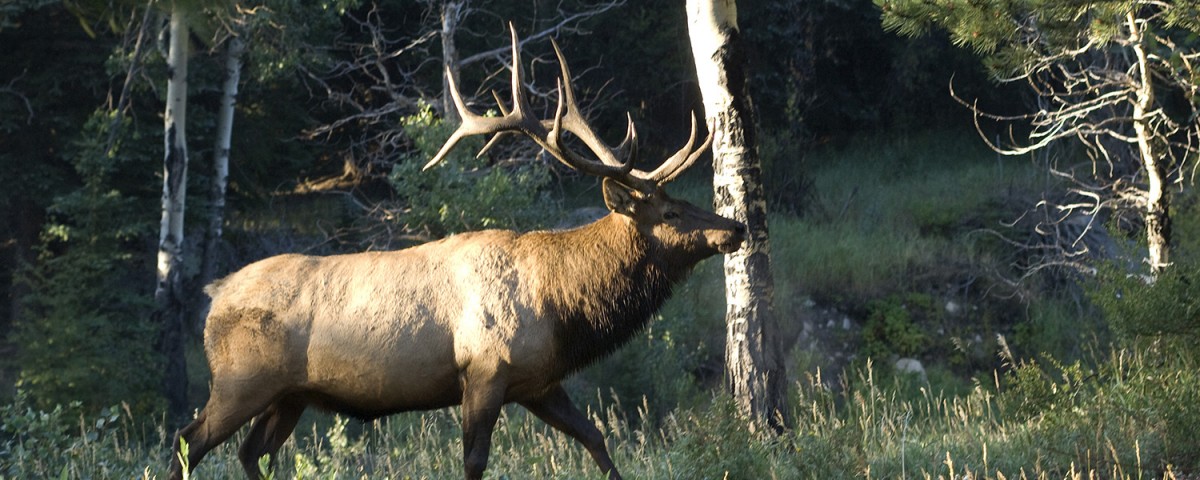 Elk Decoys for Hunting