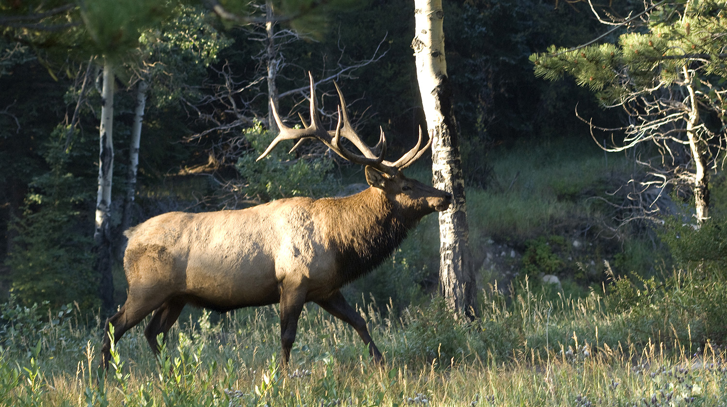 Elk Decoys for Hunting